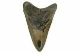 Fossil Megalodon Tooth - North Carolina #328101-1